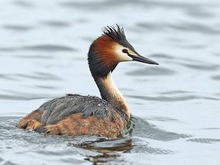 a bird floating on top of a body of water