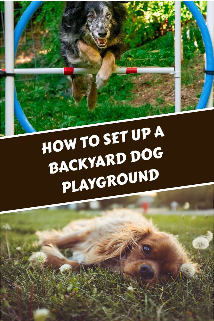 a dog jumping over an obstacle with the words how to set up a backyard dog playground