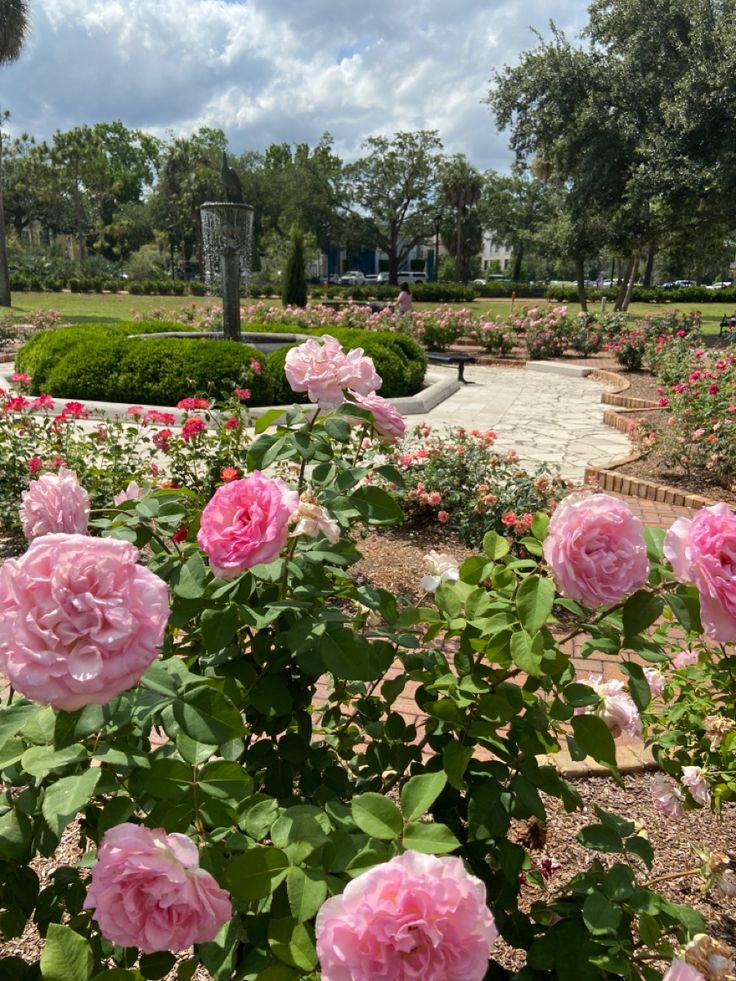 pink roses blooming in the middle of a garden