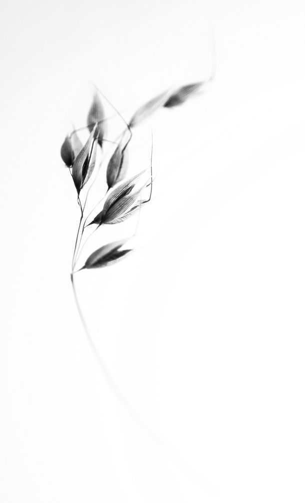 a black and white photo of some leaves