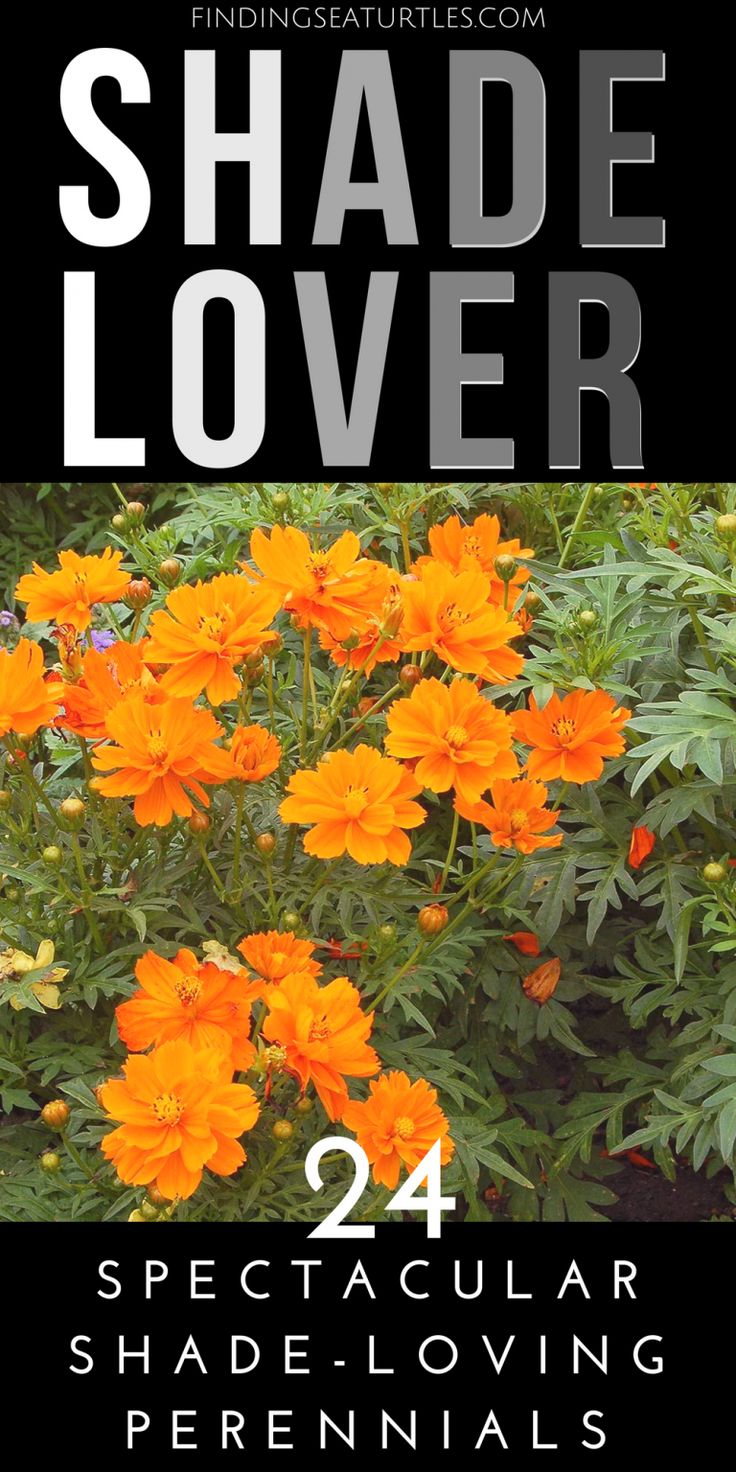 an orange flower with the words shade lover in black and white text on top of it