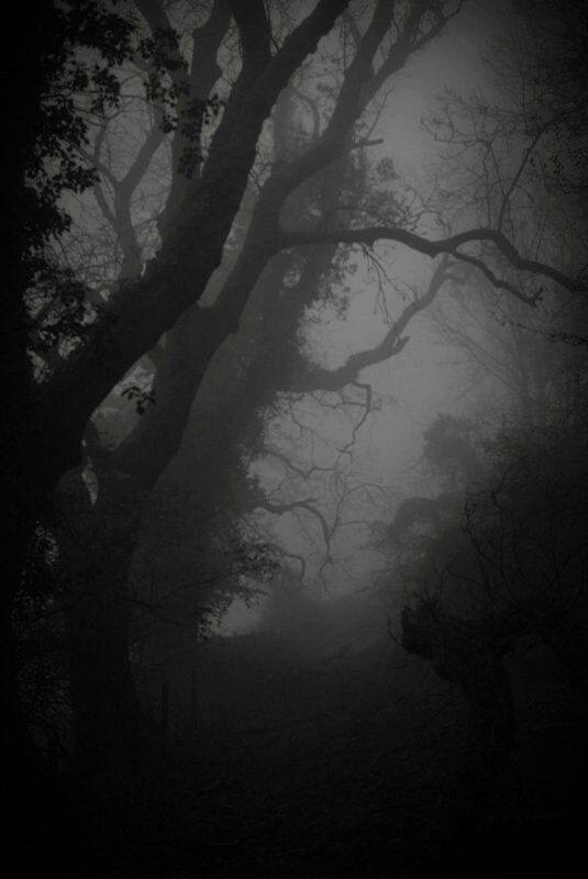 foggy forest with trees in the foreground and light coming through the branches to the ground