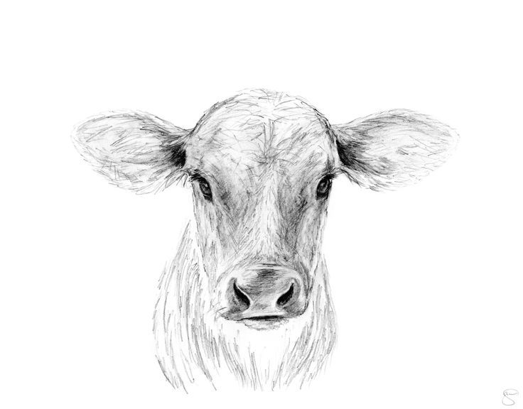 a black and white drawing of a cow's face with the nose slightly open