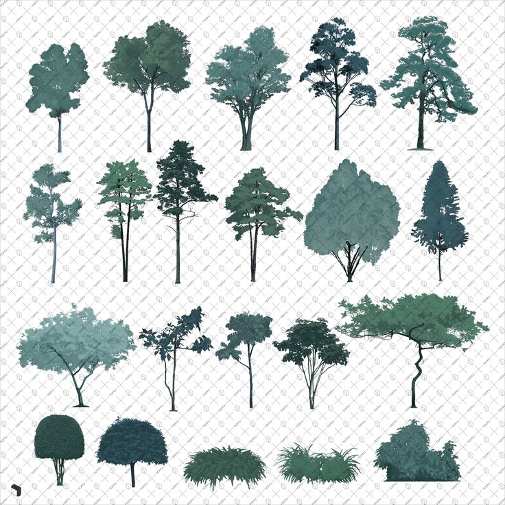 various trees are shown on a white background