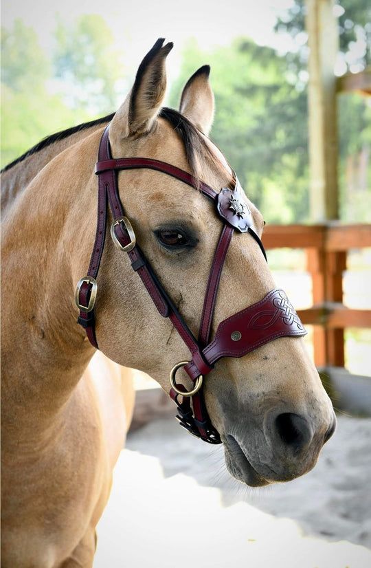 a close up of a horse wearing a bridle