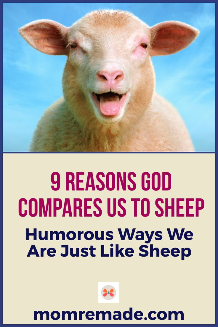 a sheep with its mouth open and the words 9 reason god compares us to sheep