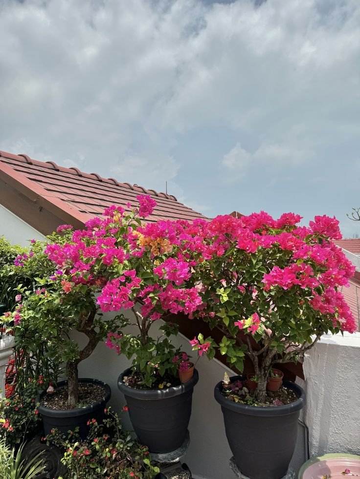 several potted plants on the side of a house with blue sky in the background