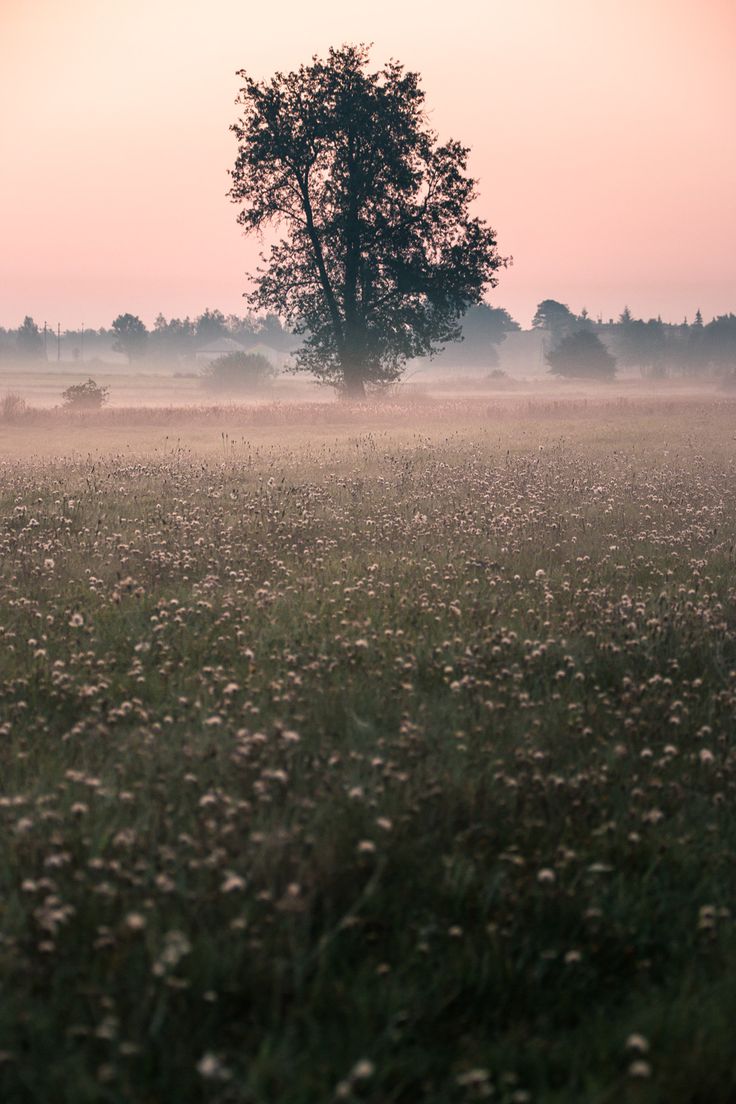 a lone tree stands in the middle of a field at sunset with fog on the ground