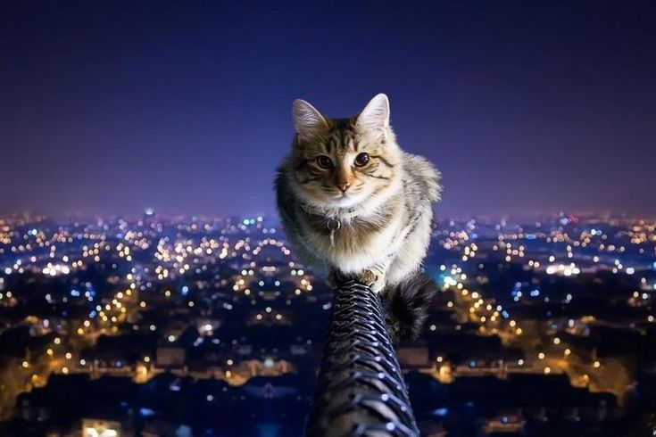 a cat that is sitting on top of a building looking at the city lights in the distance