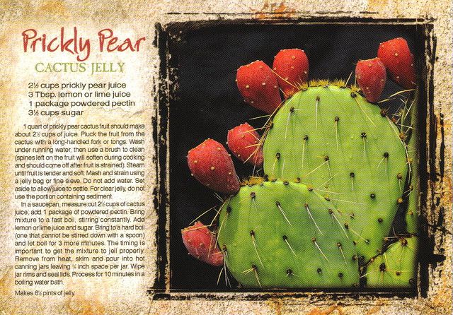 an article about pricky pear cactus