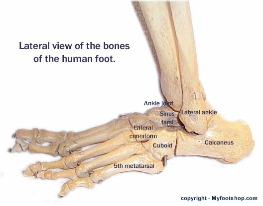 lateral view-foot bones Cuboid Syndrome, Yoga Sun Salutation, Medical Things, Grade Point Average, Broken Foot, Office Assistant, Ankle Braces, Sprained Ankle, Anatomy Physiology