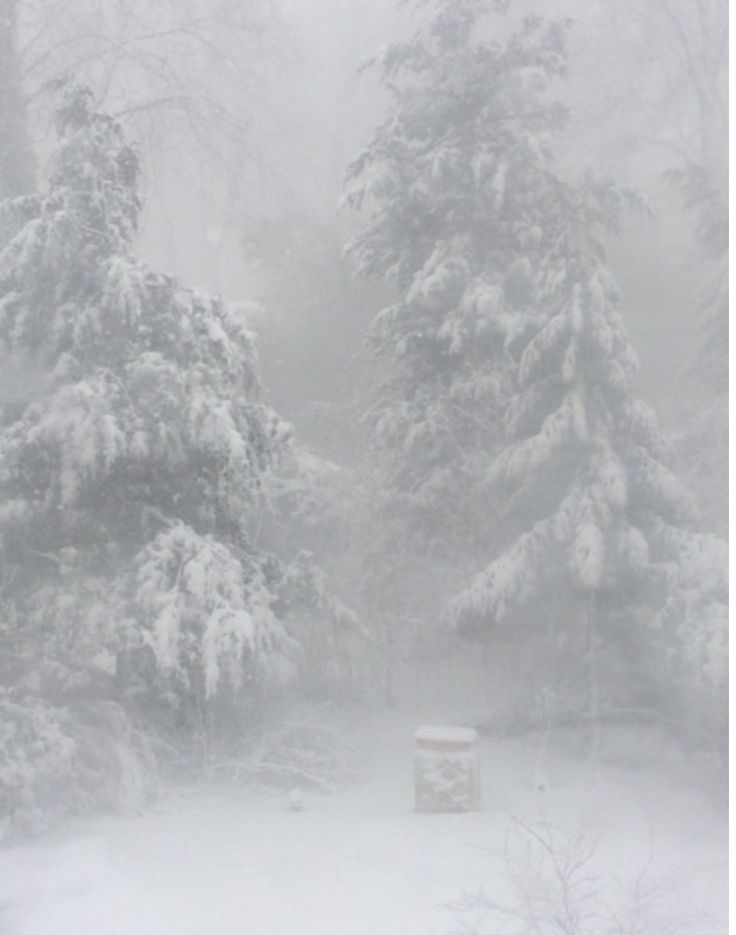 a snow covered forest filled with lots of trees