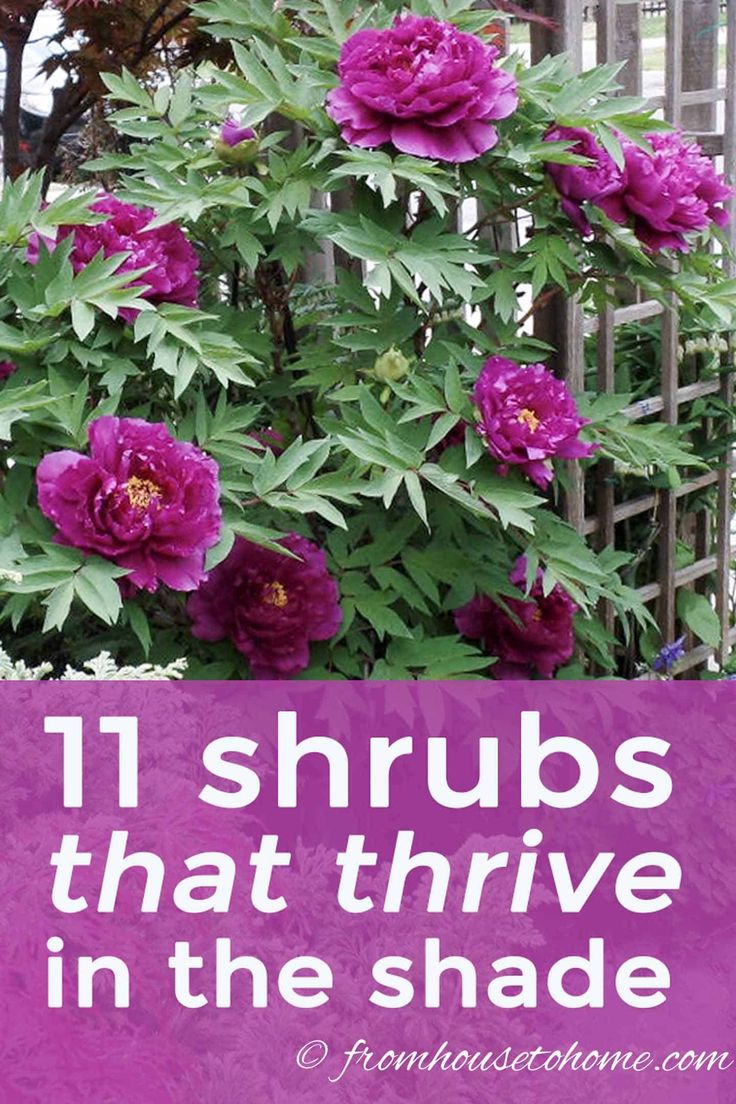 purple flowers with the words 11 shrubs that thrive in the shade over them