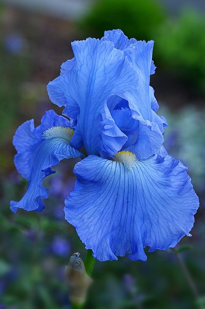 a blue flower is in the middle of some flowers