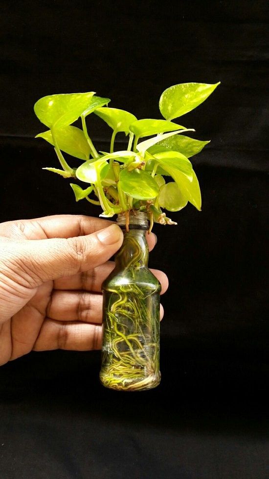 a hand holding a bottle with a plant in it