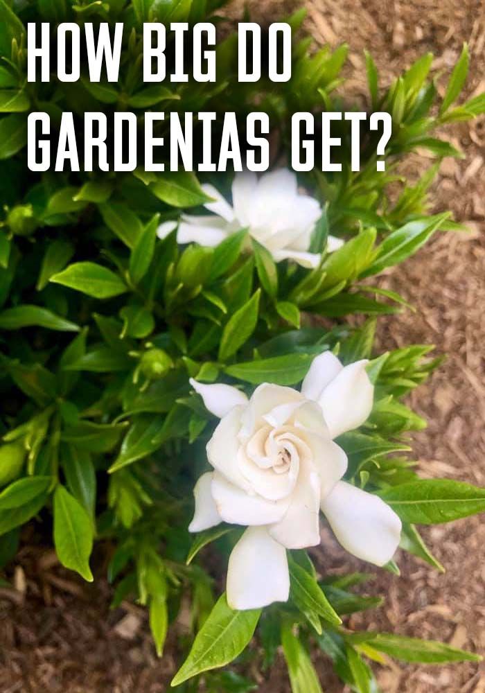 white flowers with the words how big do gardenias get?