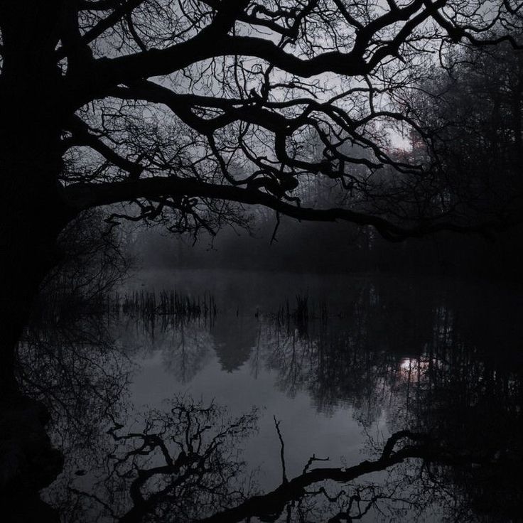 trees are reflected in the water on a foggy night with no one around them