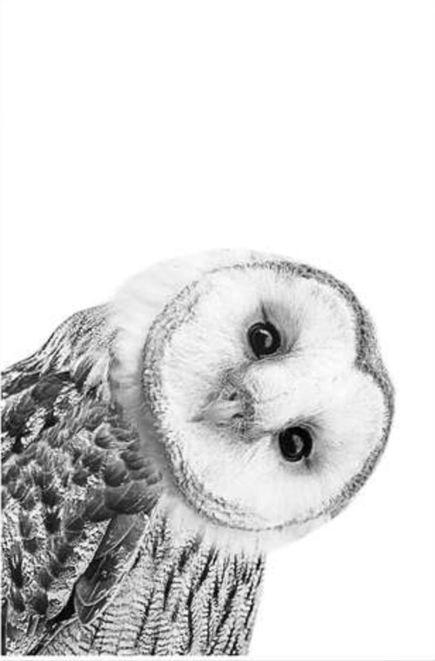 an owl is shown in black and white