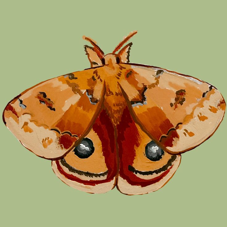 an orange and brown moth on a green background