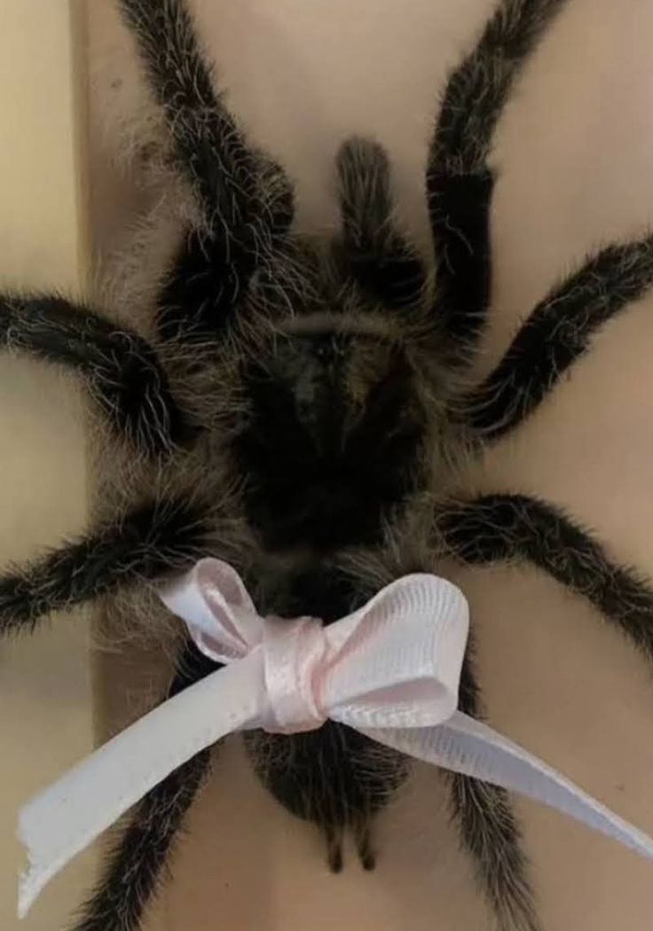 a large spider with a white bow on its head