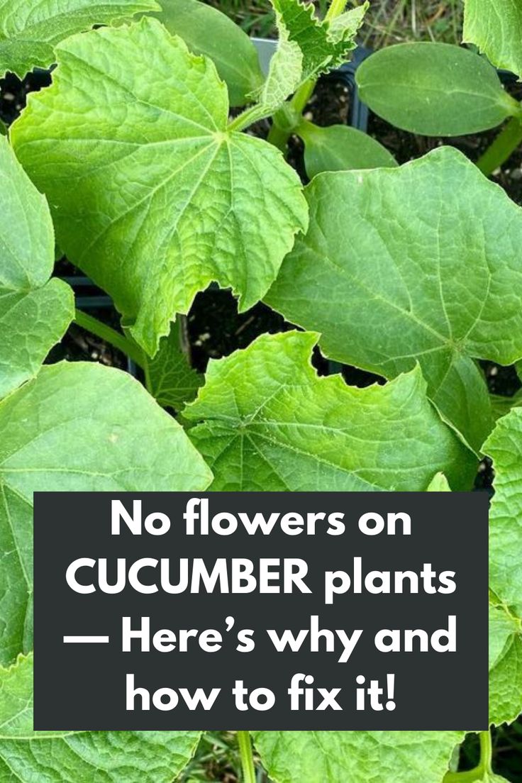 Frustrated by the lack of flowers on your cucumber plants? Discover the reasons behind this issue and learn how to fix it with our comprehensive guide! Whether it's insufficient pollination, improper pruning, nutrient imbalances, or unfavorable growing conditions, we've got you covered. Don't let the absence of flowers deter you - take action now and transform your cucumber plants into a thriving garden treasure. IG Photo by: fairacresorganicproduce Pruning Cucumber Plants, How To Prune Cucumber Plants, Propagate Cucumber, Vegetable Growing Cheat Sheet, When To Plant Cucumbers, Cucumber Diseases Leaves, What To Do With Overgrown Cucumbers, When To Harvest Cucumbers, Cucumber Flower