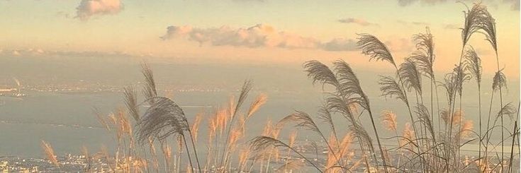 tall grass blowing in the wind on top of a hill with water and clouds behind it