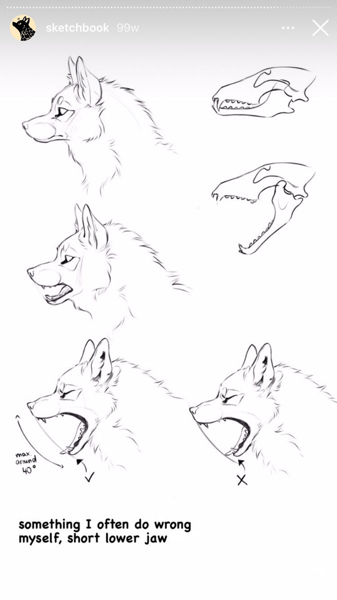 some drawings of wolfs with different facial expressions