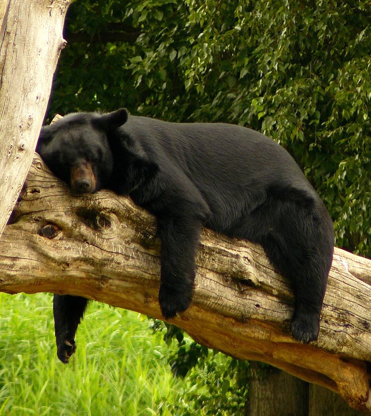 a large black bear laying on top of a tree branch