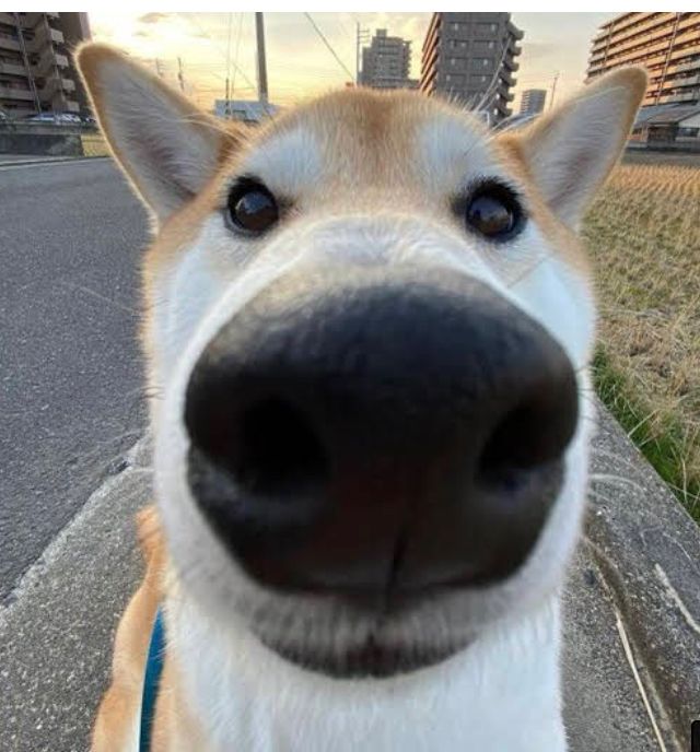 a close up of a dog's face with buildings in the back ground behind it