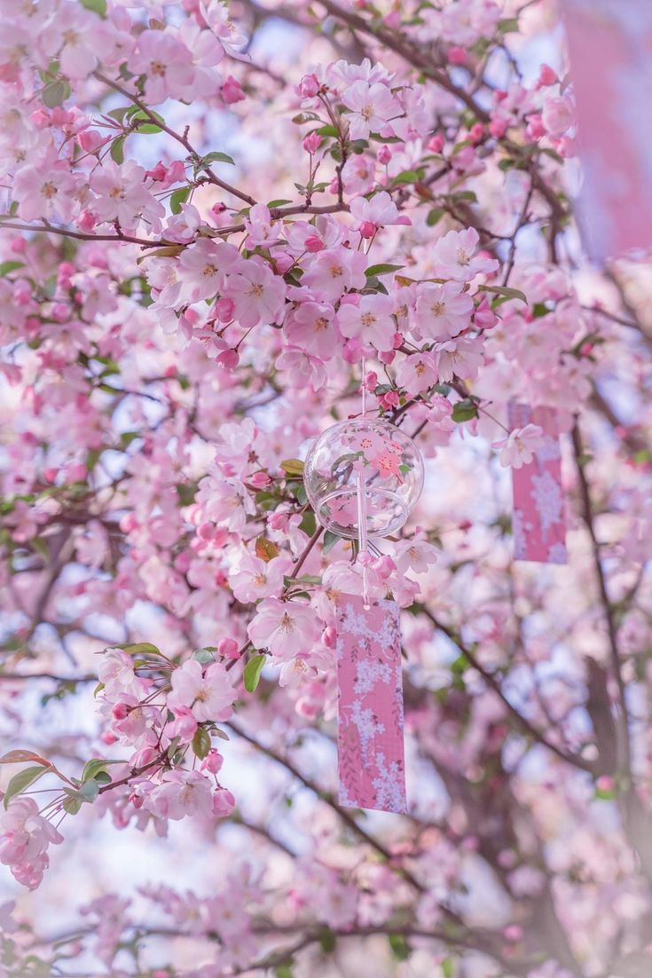 pink flowers are hanging from the branches of a tree with ribbons on it's sides