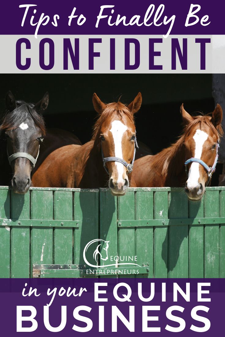 three horses looking over the top of a green fence with text that reads tips to finally be confident in your equine business