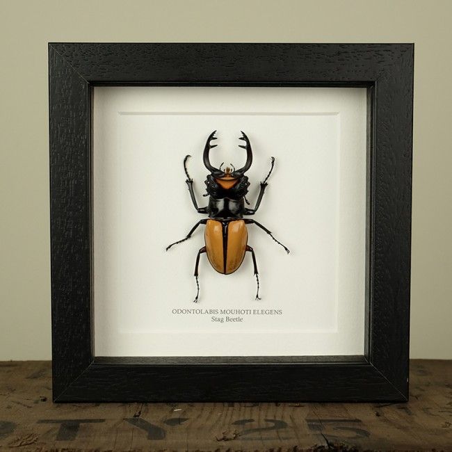 an insect mounted in a black frame on a wooden table