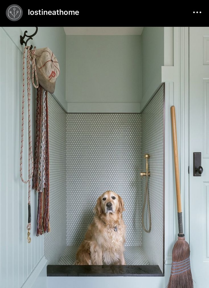 a dog sitting in the corner of a bathroom