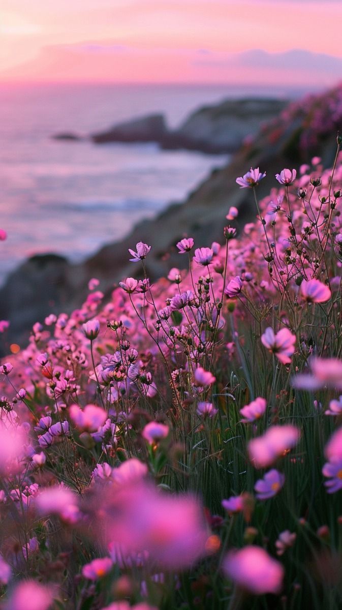 pink flowers growing on the side of a cliff next to the ocean at sunset or dawn