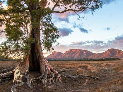 a large tree in the middle of a field with mountains in the background