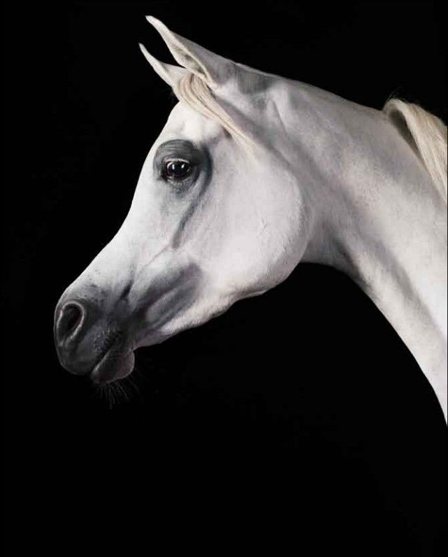 a white horse with long mane and black background