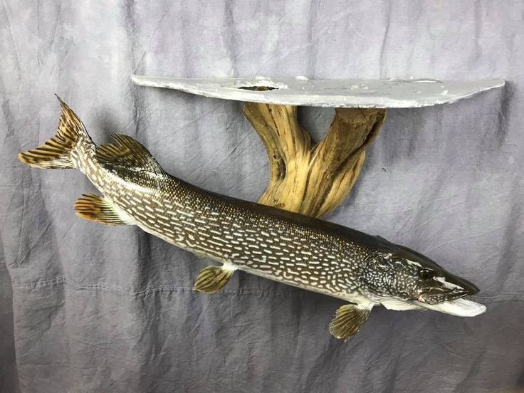 a fish is hanging on the wall next to a piece of driftwood