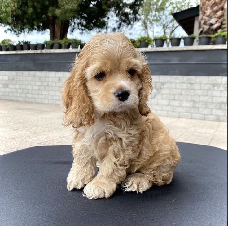 a small brown dog sitting on top of a black table next to a brick wall