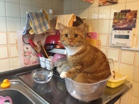 an orange and white cat sitting in a plastic container on top of a kitchen sink