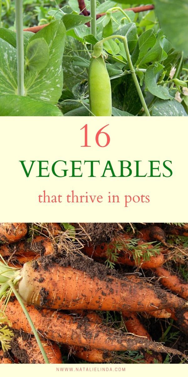 vegetables that have been harvested in pots with the title overlay reading 16 vegetables that drive in pots