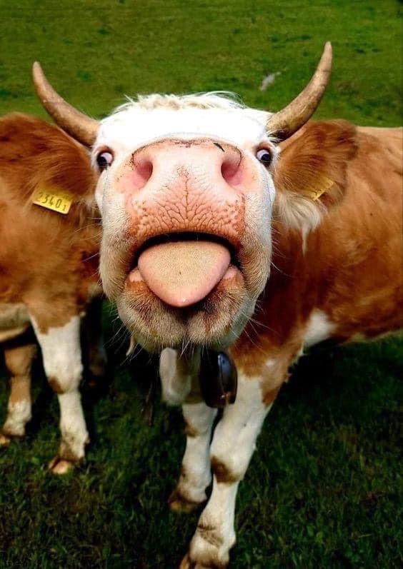 a cow sticking its tongue out with it's tongue hanging out to the side