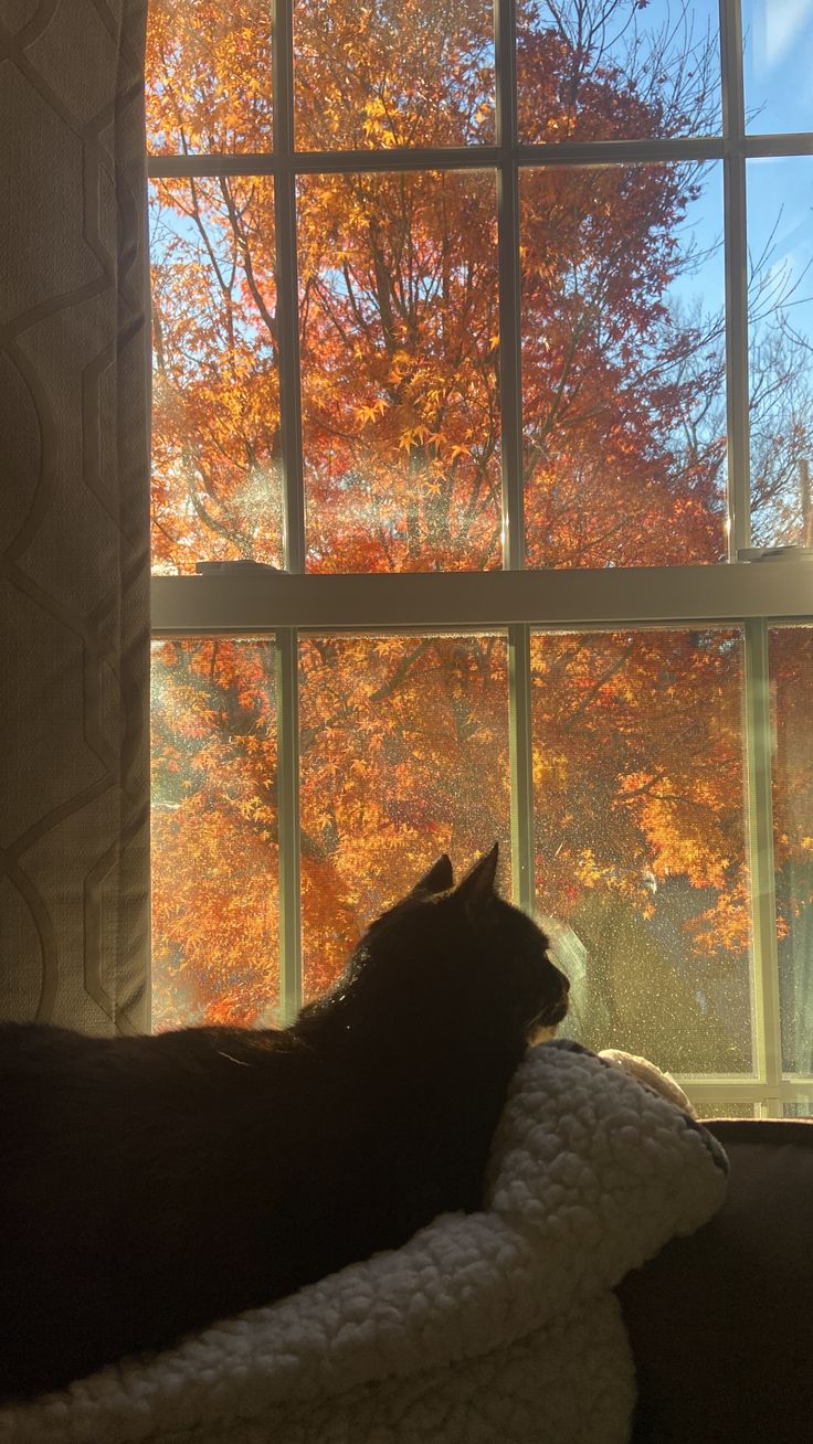 a black cat sitting on top of a couch next to a window with autumn trees outside