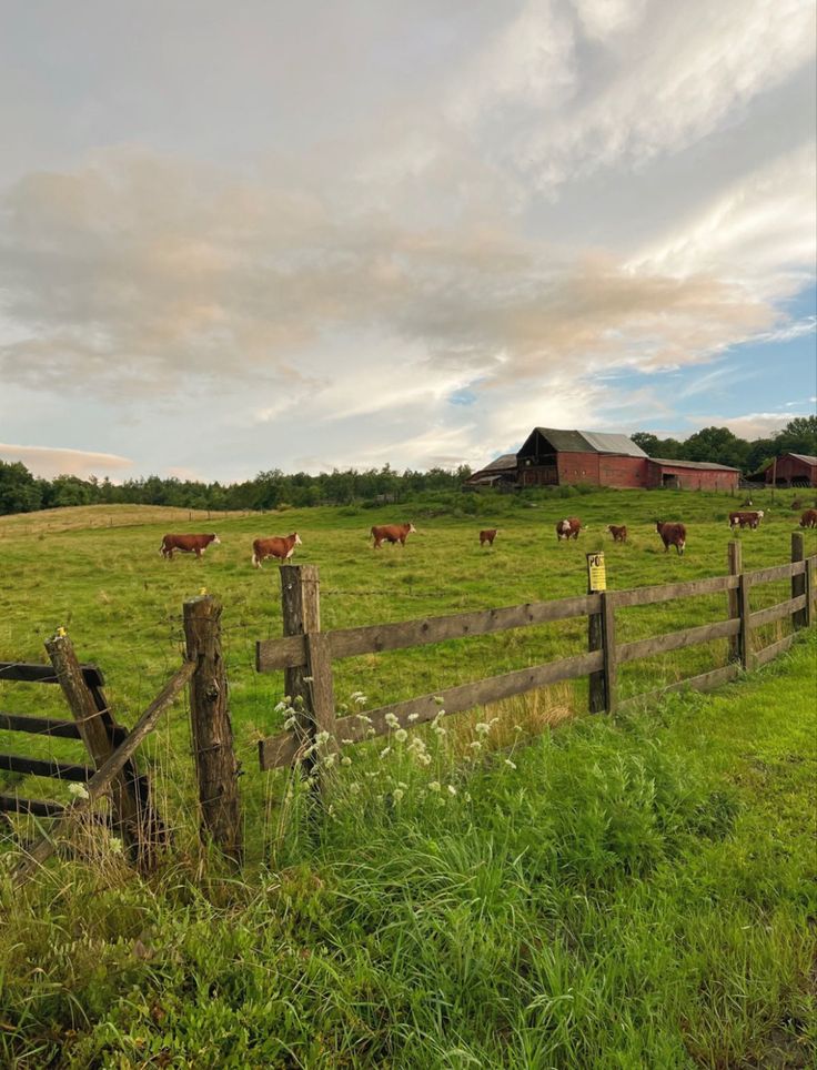 several cows in a field behind a fence