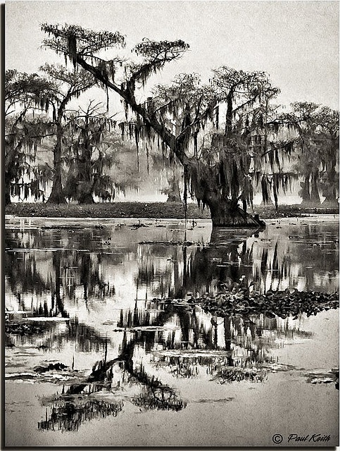 a black and white photo of trees in the water with moss growing on it's branches