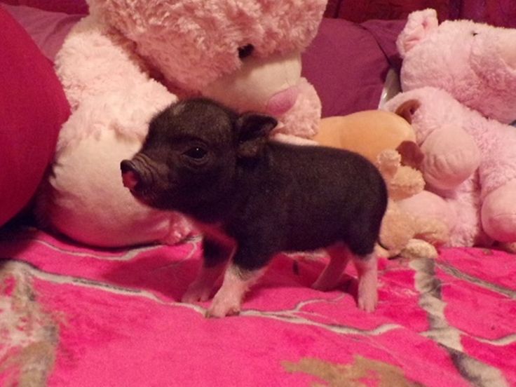 a small black pig standing on top of a bed next to stuffed animals and a teddy bear