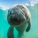 westindianmanatee