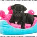 blackpugsite