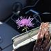 spottedknapweed