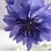 cornflower