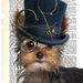 yorkieteatime